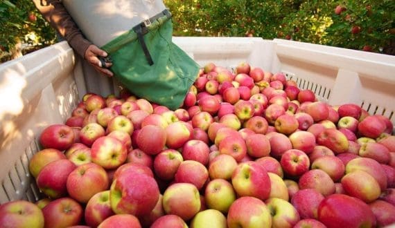 Thumbnail for CGIAR launches regional scaling hub in Kenya to expand agricultural innovation