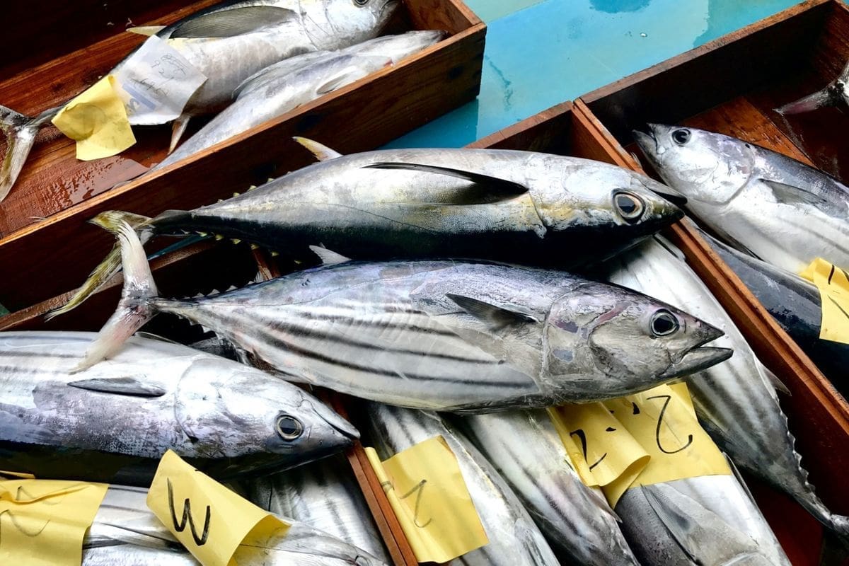 Thumbnail for Lake Victoria fisheries face threat as demand surges for Nile Perch swim bladders