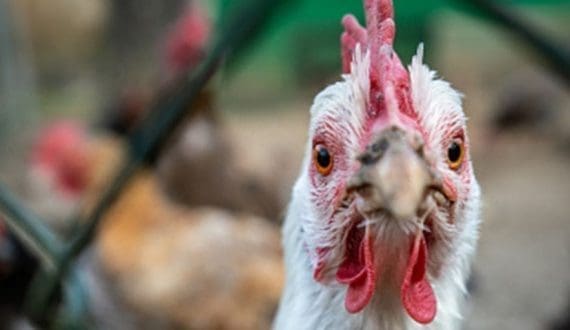 Thumbnail for Ukrainian poultry industry faces uncertain future amid EU tariffs