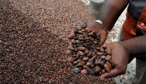 Thumbnail for Cashew Coast secures US$9.8M funding from AgDevCo to expand traceable cashew processing