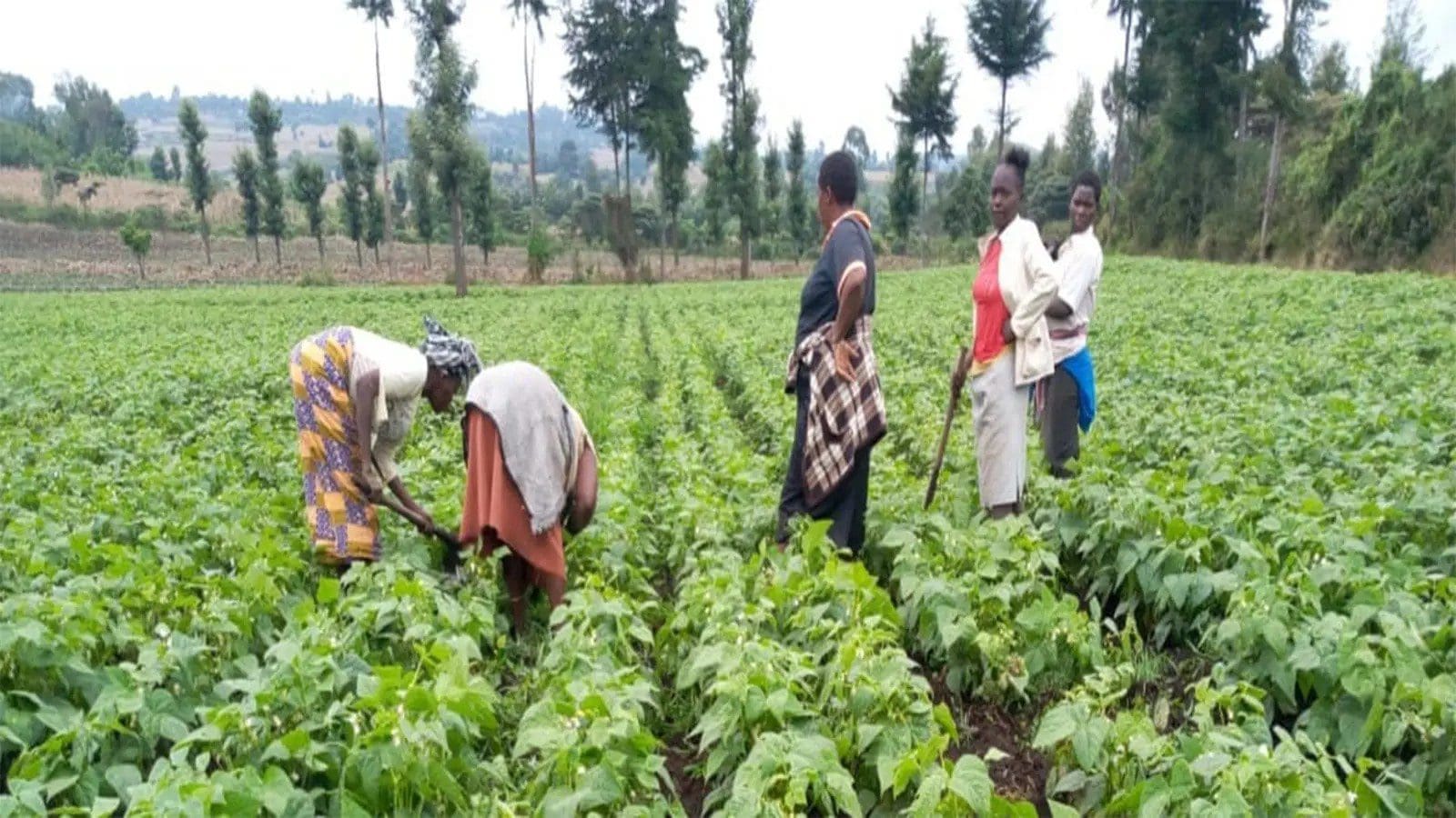 Thumbnail for Roquette, Bonumose sign cooperation agreement to enhance tagatose production 