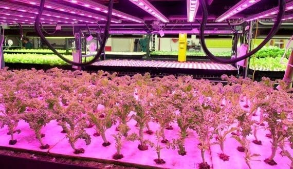 Thumbnail for Bloem, Ecopromt team up to enhance vertical farm lighting