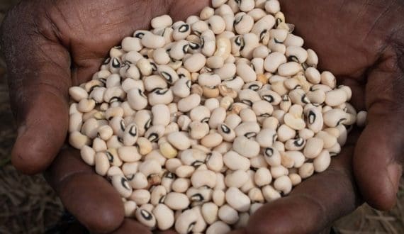 Thumbnail for GEXIM launches food processing plant to support SME value addition