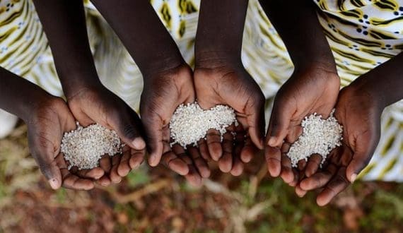 Thumbnail for DRC secures US$260.4M loan from AfDB to enhance agricultural value systems