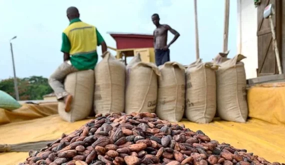 Thumbnail for Ghana cocoa farmers reject new producer price, cite unmet promises and rising costs