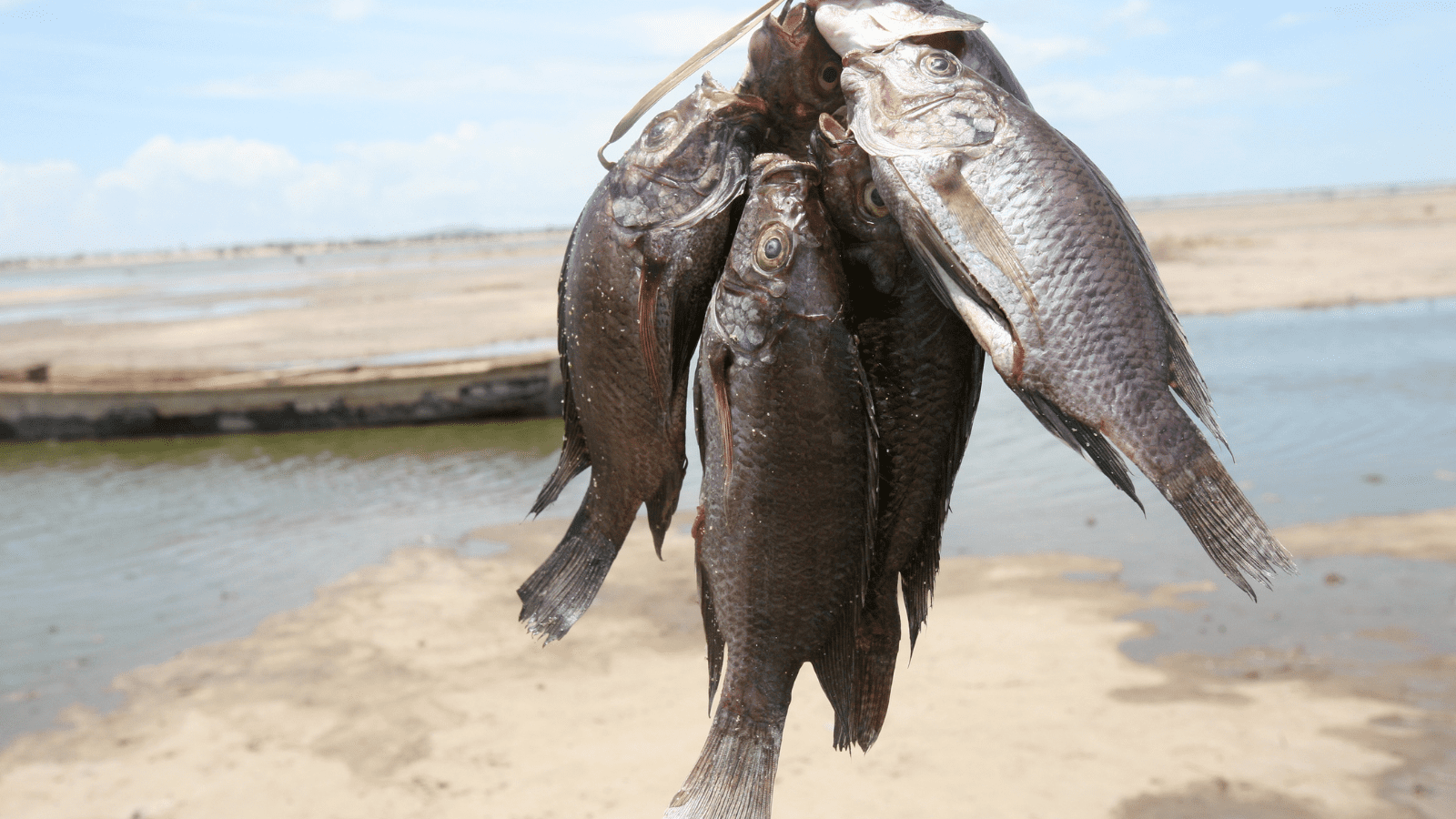 Thumbnail for Marfrig surprises with Q2 net profit amidst strong operational gains