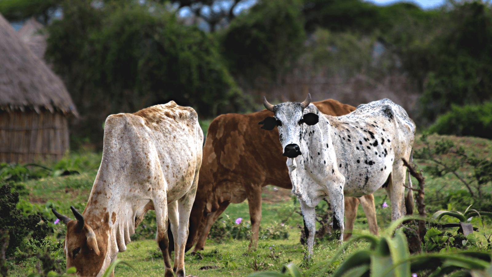 Thumbnail for Egypt sweet potato export to EU surge by 45%