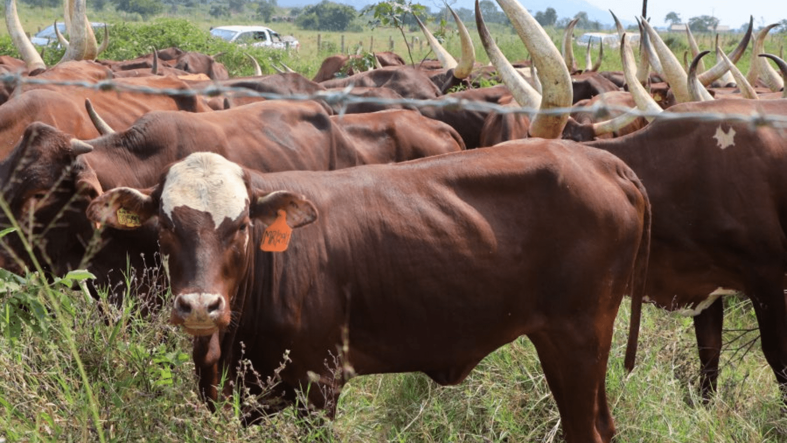 Thumbnail for Canada imposes retaliatory tariffs on U.S. pork, poultry as trade tensions rise