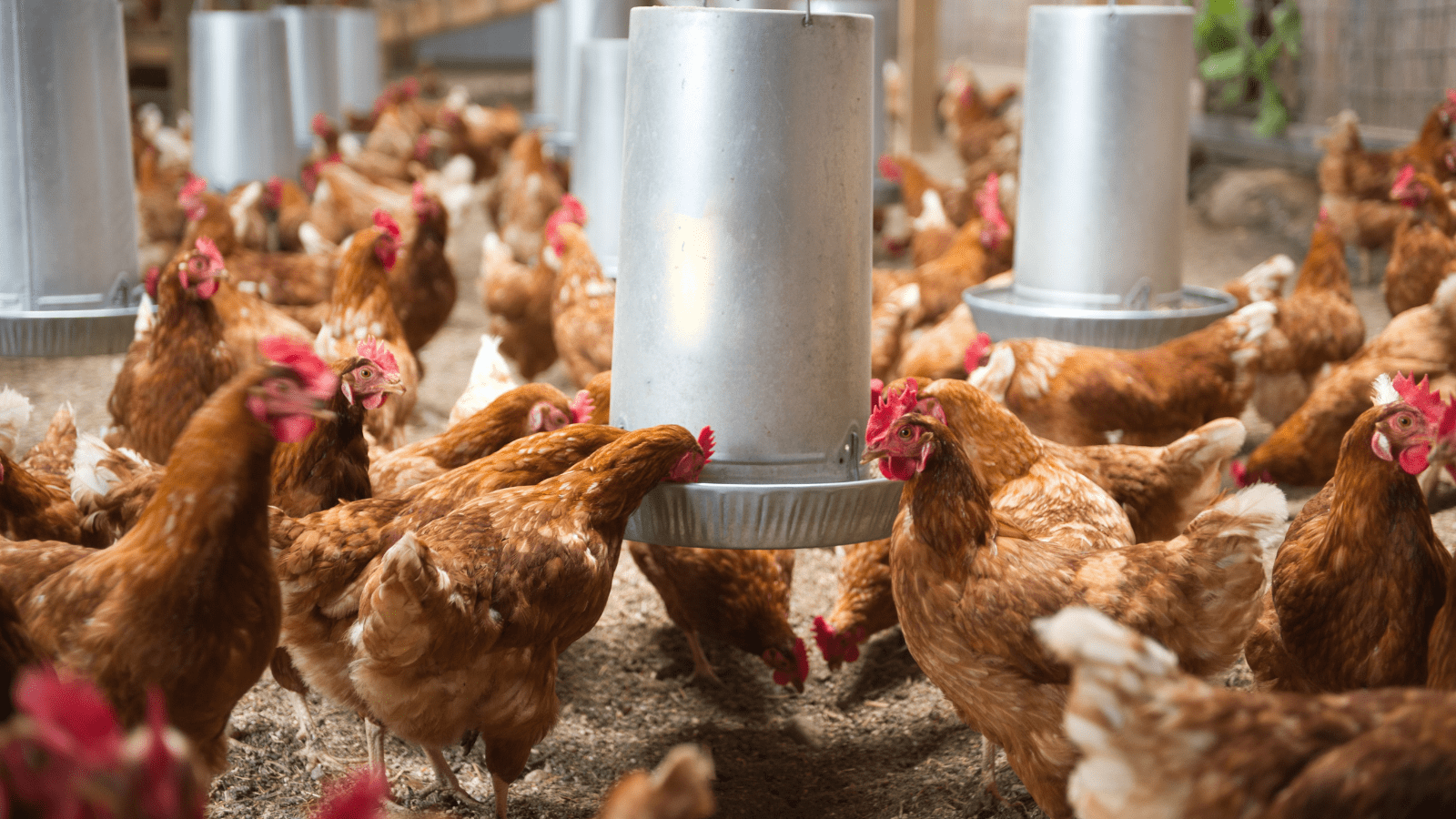 Thumbnail for USDA proposes new framework to combat Salmonella in poultry