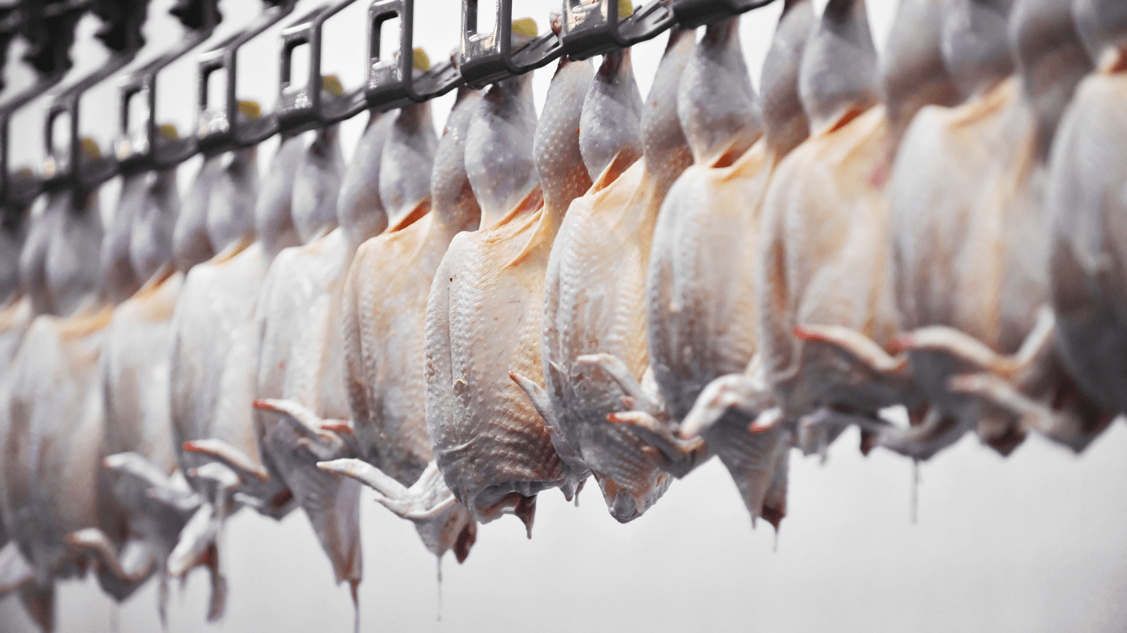 Thumbnail for Morrisons opens UK’s largest fish freezing centre