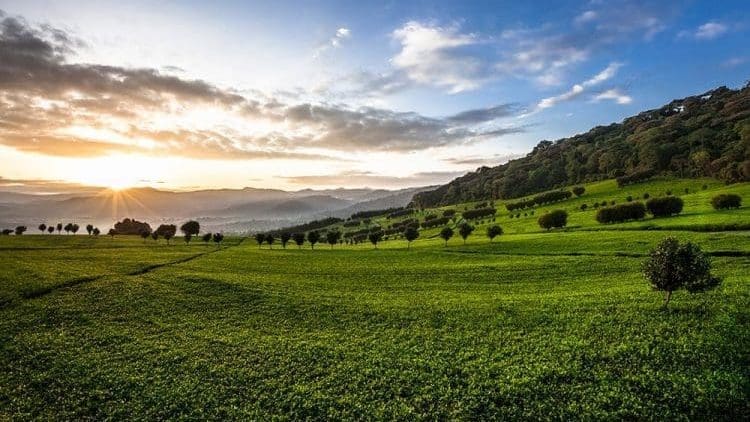 Thumbnail for Global coffee output to hit record 10.7M tonnes in 2025/26 – USDA 