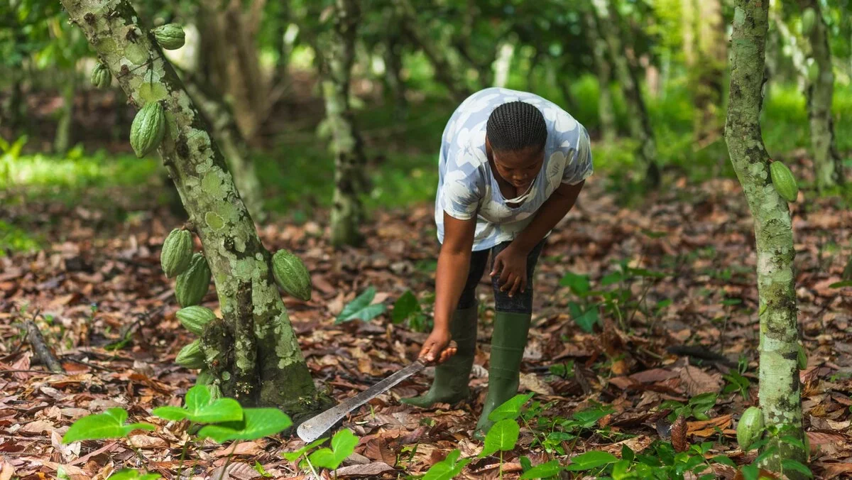 Thumbnail for European Cocoa Association calls for delay in implementation of EU deforestation regulations