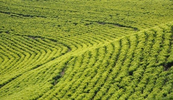 Thumbnail for Coca-Cola to phase out Coca-Cola Spiced after six months on shelves