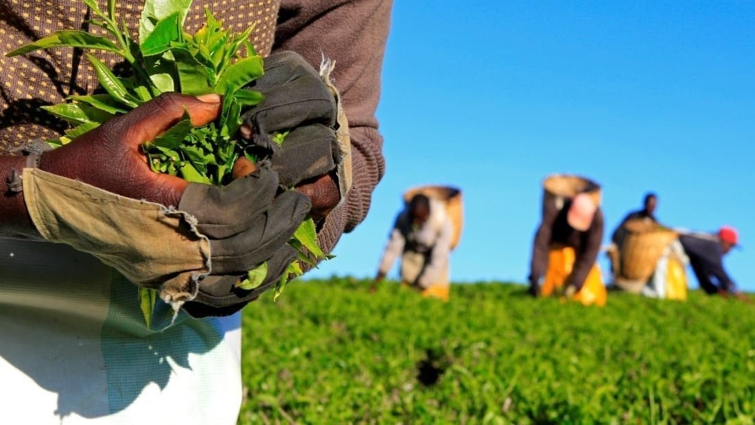 Thumbnail for Royal Swinkels opens production plant for Bavaria Smalt in Kenya 