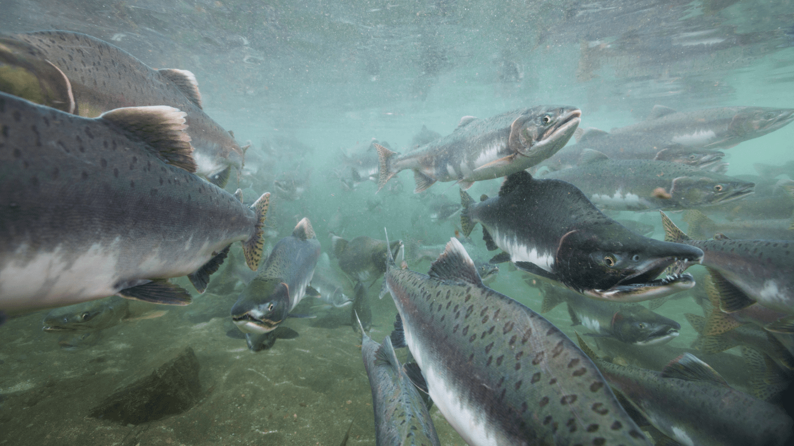 Thumbnail for Tate & Lyle partners with Enel North America in long-term renewable energy agreement