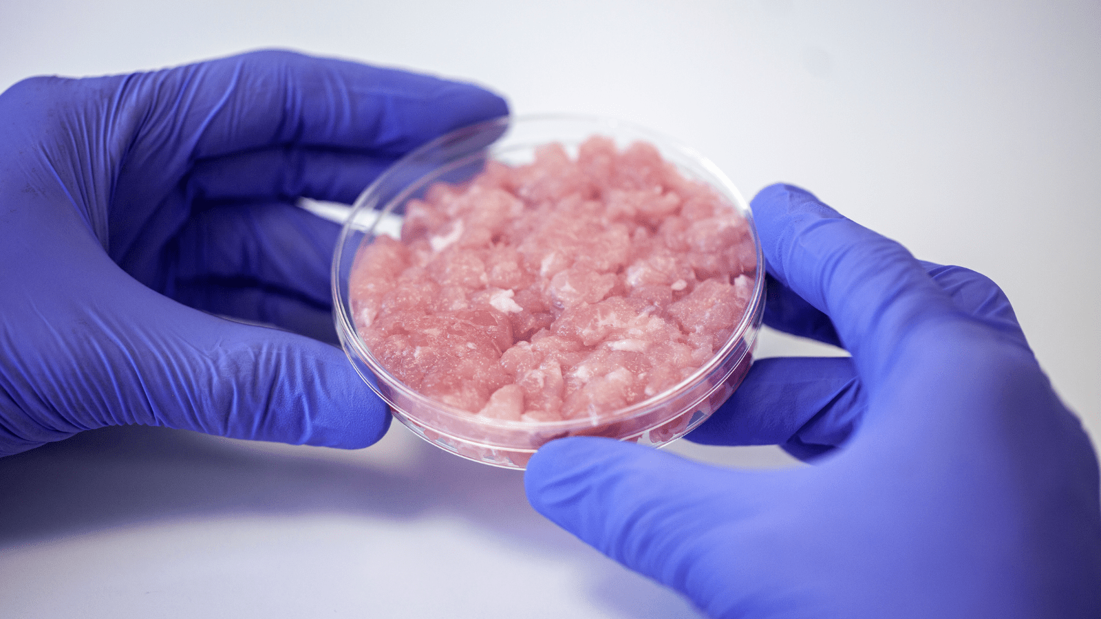 Thumbnail for Steakholder Foods secures additional funding, signs new agreements