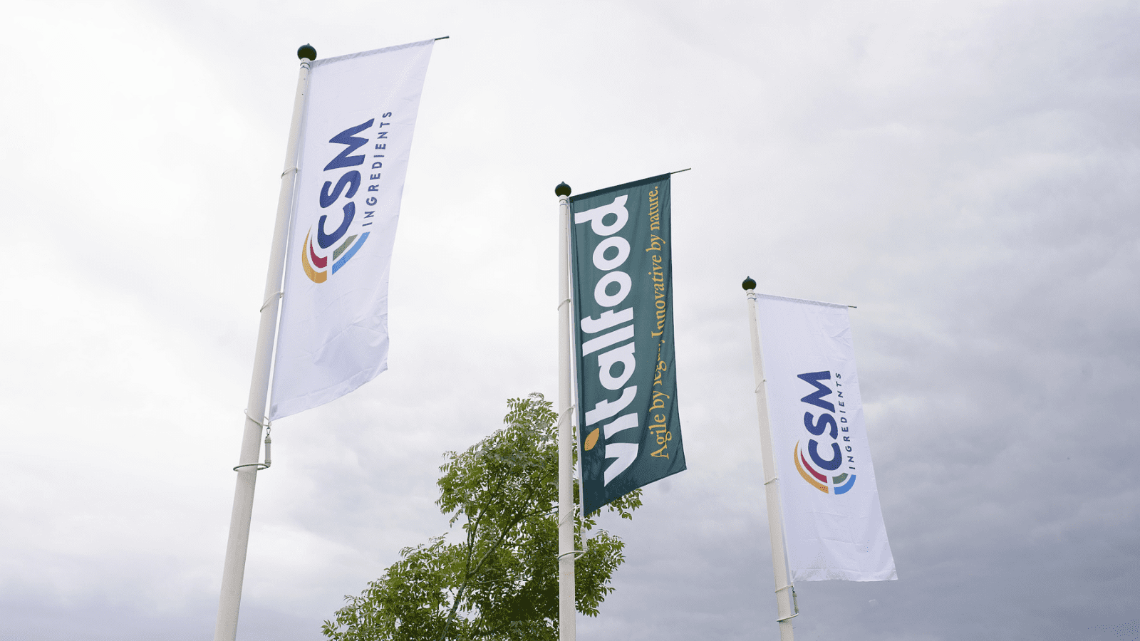 Thumbnail for Italcanditi, CSM Ingredients team up to form Vitalfood brand