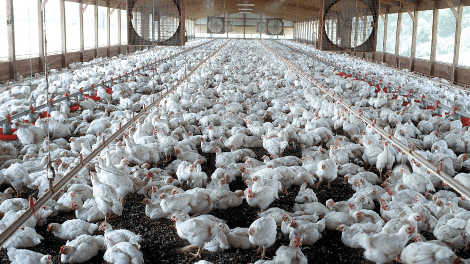 Thumbnail for Sovereign Foods expands Cooling-as-a-Service deal with Energy Partners at Hartbeespoort facility