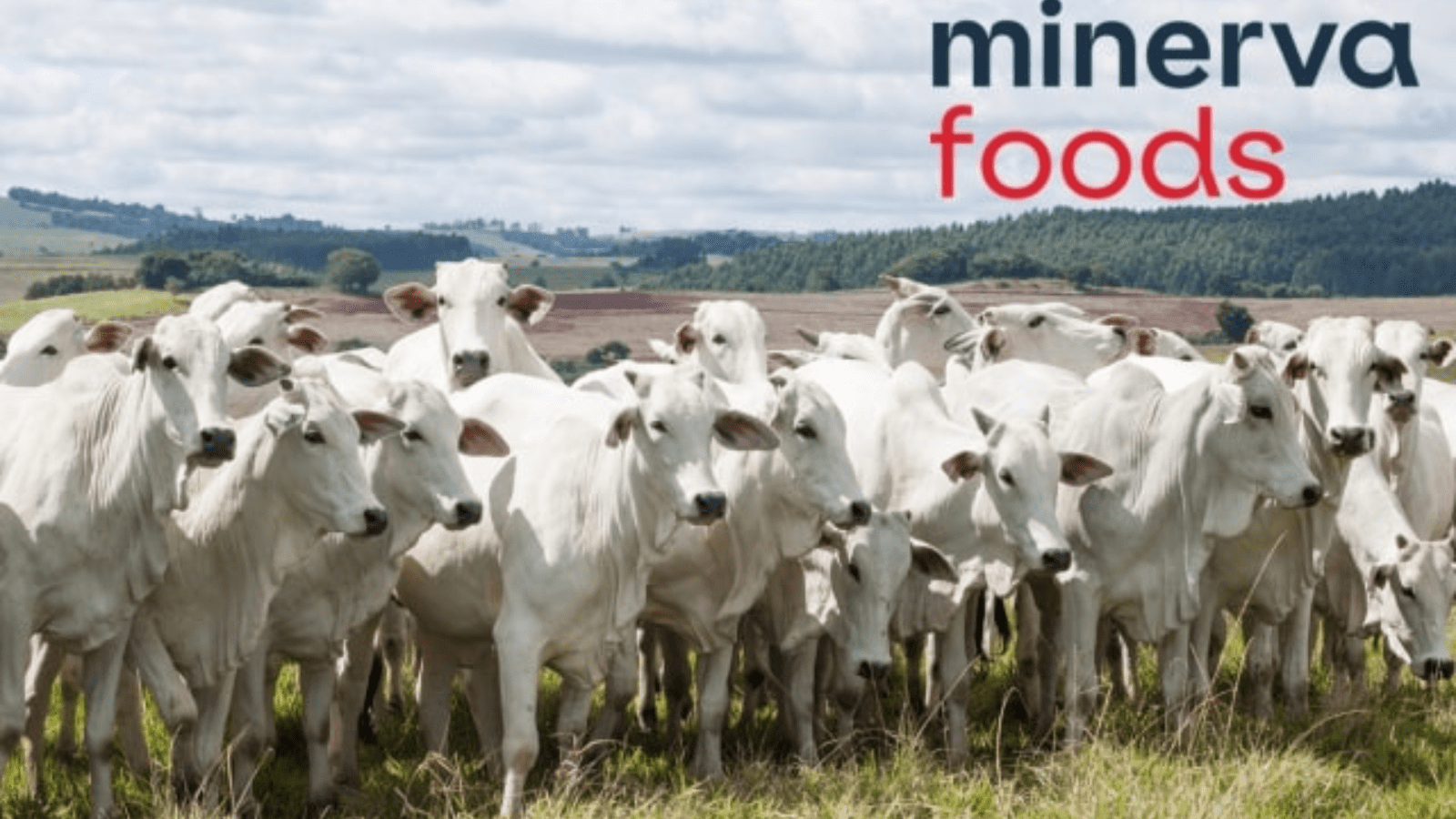 Thumbnail for Namibia’s cattle export industry facing decline amidst reduced demand