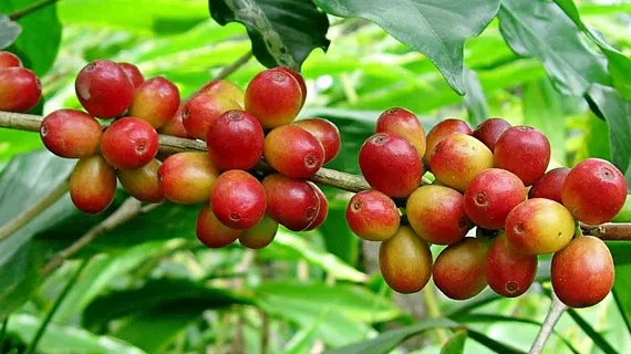 Thumbnail for Kenya moves to lease four sugar factories with stakeholder backing 