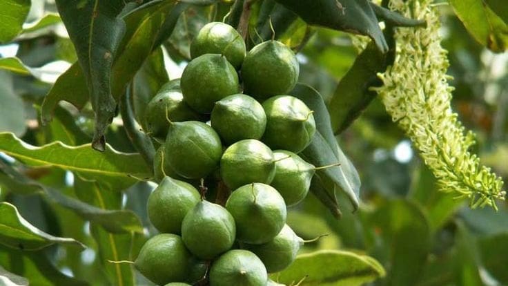 Thumbnail for Kineden Commodities secures US$64.8M to support sustainable cocoa trading, diversification efforts