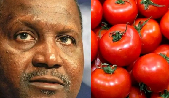 Thumbnail for Egypt’s palm date exports to Turkey soar, solidifying market growth