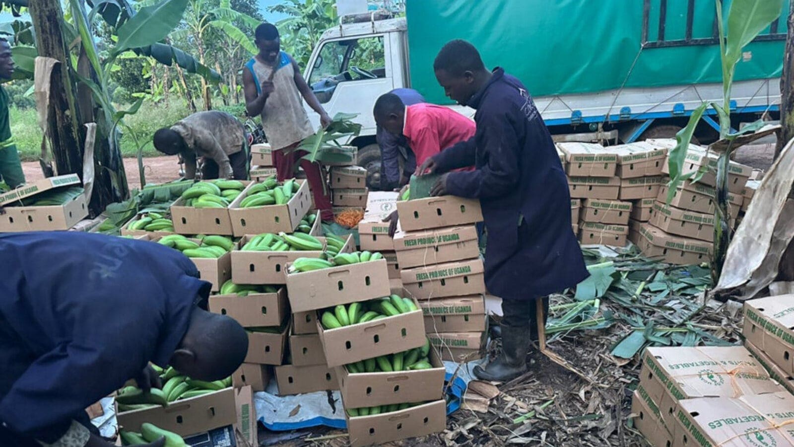 Thumbnail for Carimali, Elektra, Heylo and Bellezza unite to form VEA Group