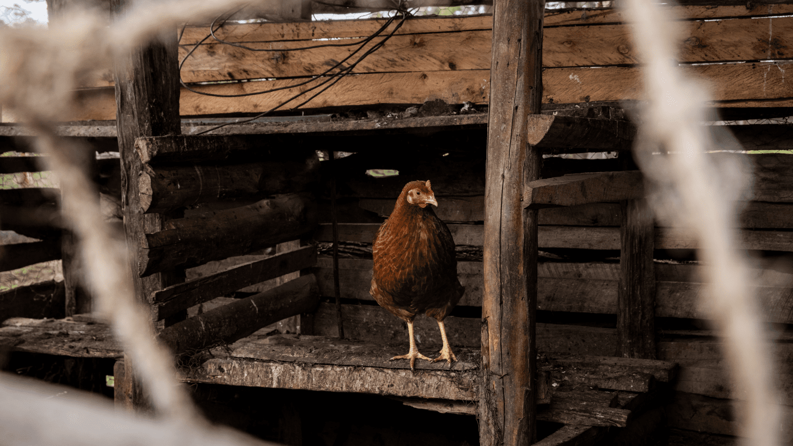 Thumbnail for Ethiopia seeks US$342.47M for revival of war-damaged Welkait sugar plant 