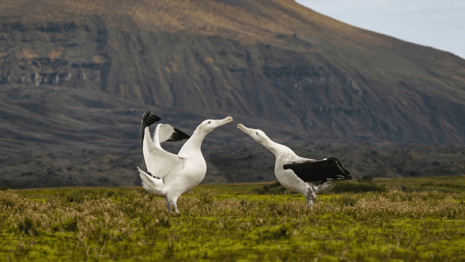 Thumbnail for Cadbury Nigeria reports 51% growth in revenue, after-tax loss of US$71.4M