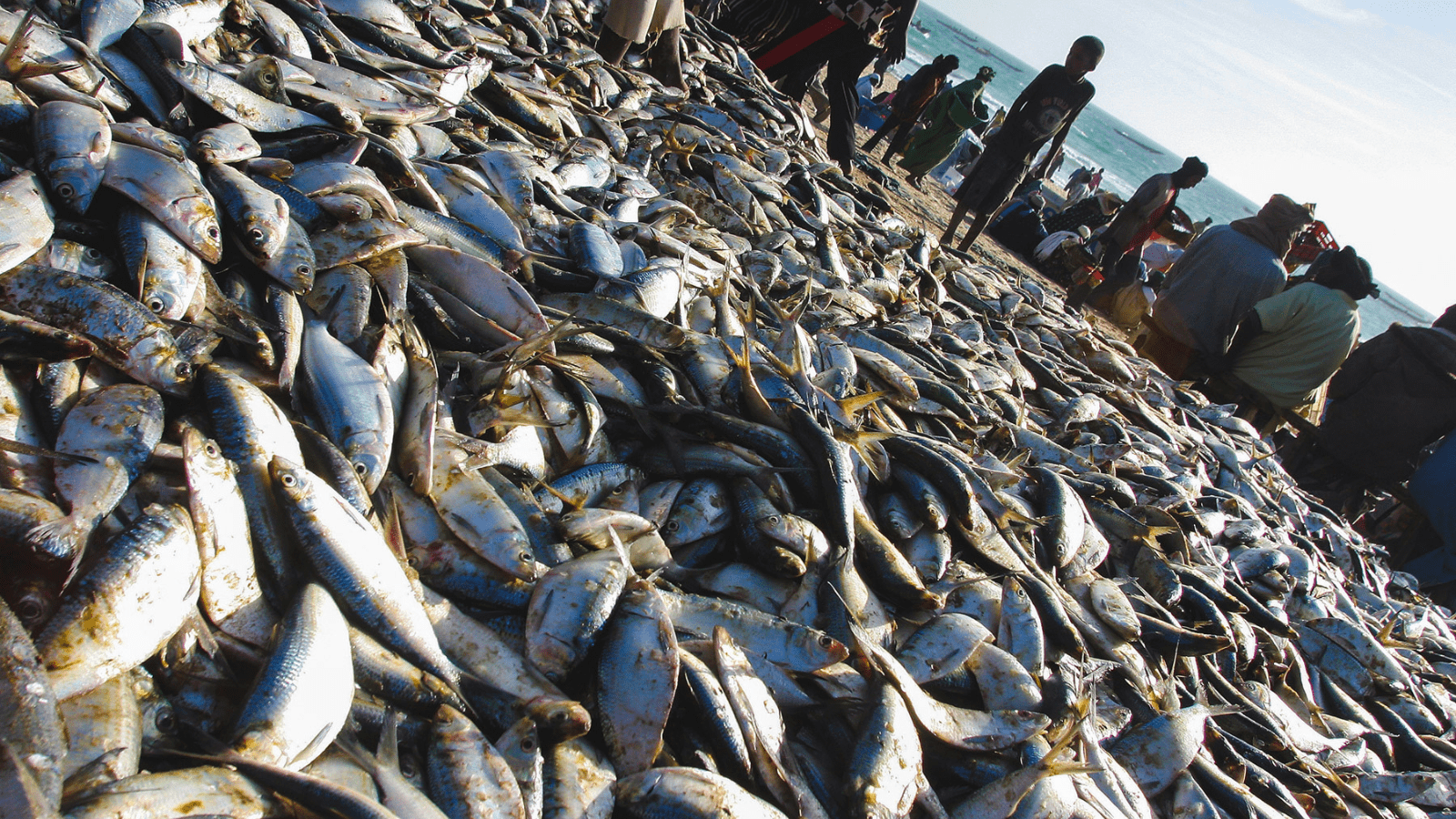 Thumbnail for Cadbury Nigeria reports 51% growth in revenue, after-tax loss of US$71.4M