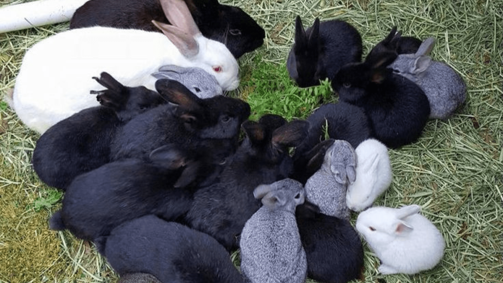 Thumbnail for Hershey expands sweet portfolio with acquisition of Sour Strips