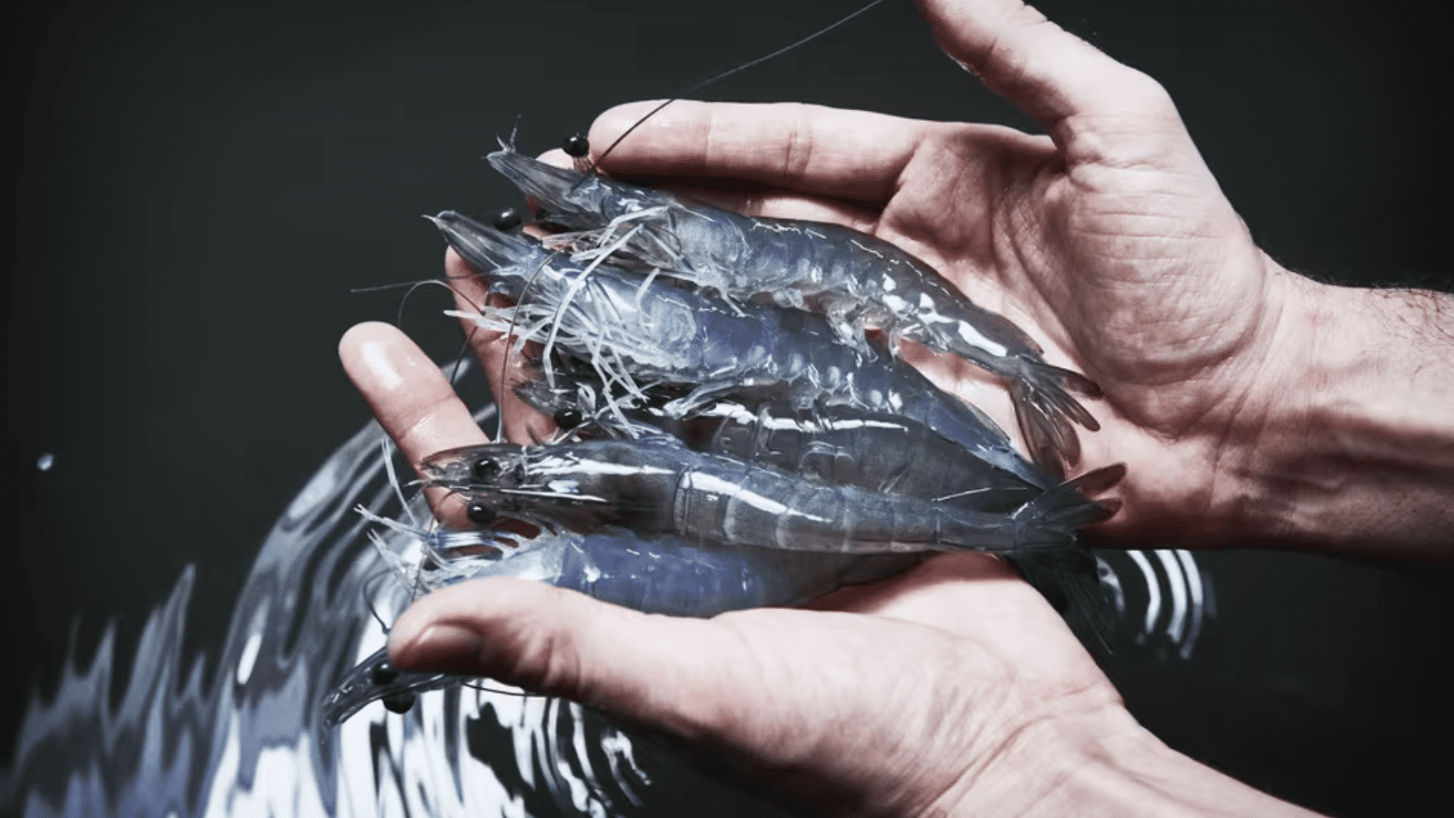 Thumbnail for Koawach launches world’s first energy drink made with cocoa juice