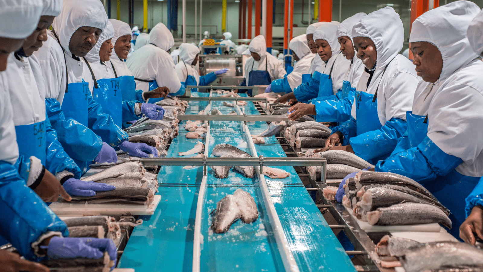 Thumbnail for Eritrea to distribute over 161,000 chickens to farmers