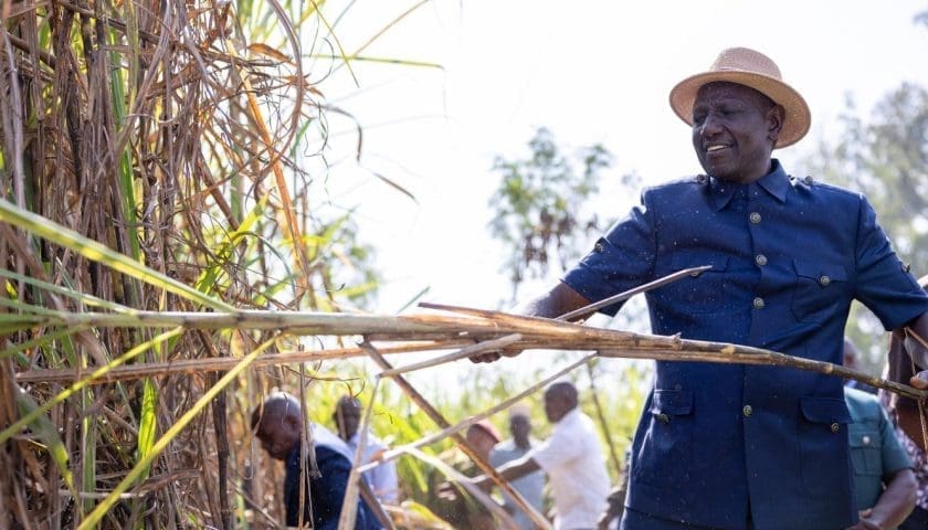 Thumbnail for Mumias Sugar disburses US$1.16M bonus to cane farmers amid industry reforms