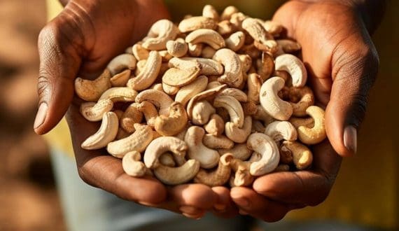 Thumbnail for Vietnam sets sights on US$4.5B cashew export target for 2025 