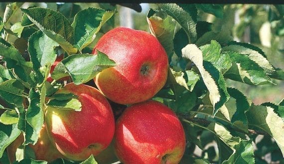 Thumbnail for Machakos County unveils cool rooms at Marikiti Market