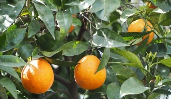 Thumbnail for Senegal’s peanut export ban sparks concerns across sector