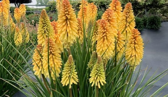 Thumbnail for Terra Nova adds new variety to Kniphofia POCO series