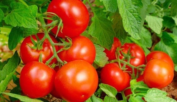 Thumbnail for Russia’s Sverdlovsk region imports 1.4M flowers in January amid tightened controls