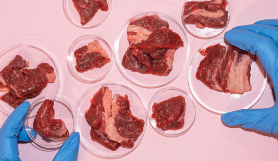Thumbnail for States across the US continue to debate cultivated meat bans