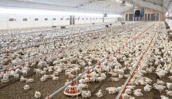 Thumbnail for Louis Dreyfus acquires BASF’s Food and Health Ingredients business