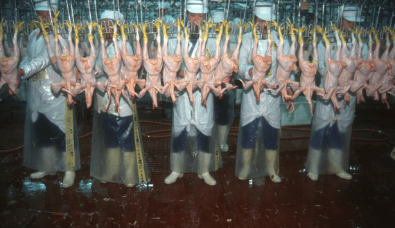 Thumbnail for Mark Hoogendoorn appointed as sales lead at Solynta