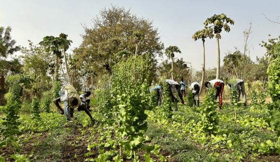 Thumbnail for Mexico’s inflation package extension drives Brazilian pork exports in 2025