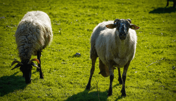 Thumbnail for Maple Leaf Foods moves forward with Canada Packers spin-off, operational restructuring