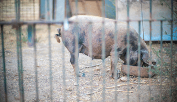 Thumbnail for Chatha Foods, Frigorifico Allana form joint venture to expand meat, chicken products