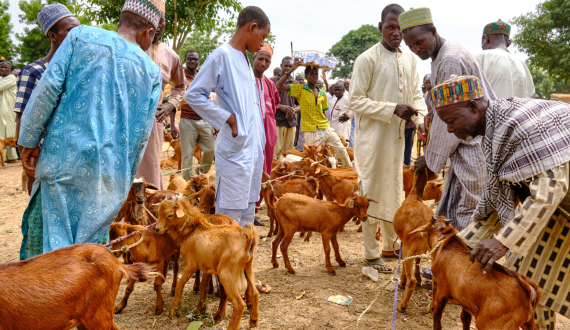 Thumbnail for USDA report reveals ongoing challenges in poultry production