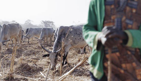 Thumbnail for JAFZA, Haldiram’s partner to launch saffron processing facilities