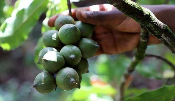 Thumbnail for Balkan Agricultural to build US$16.7M tomato processing unit in Egypt