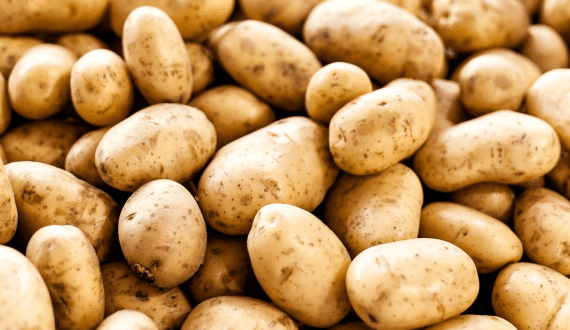 Thumbnail for Somalia secures key agricultural investments at World Agriculture Conference