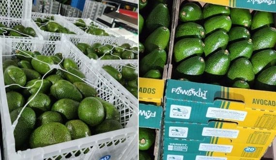 Thumbnail for Climate change delays Kenya’s avocado peak harvest